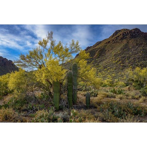 Arizona-Tucson Mountain Park